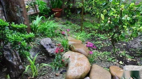 南通老城区墙面降温神器：凌霄花