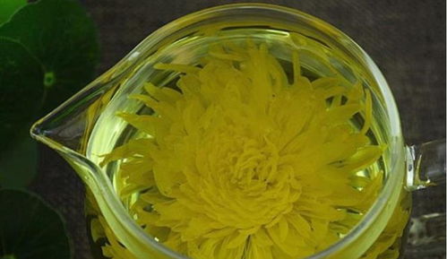 菊花加什么泡水去肝火？清肝火