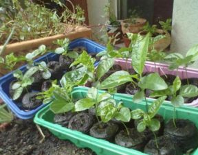 百香果高效育苗及种植技术揭秘