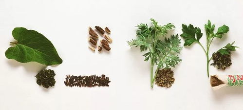 花苗界的“四堪一闻”大揭秘