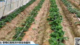 抖音热门：除草剂药害及补救措施