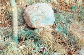 草坪草在冬季枯黄的影响