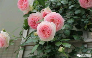 月季花生长的小秘密