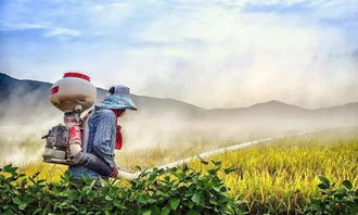 雾天、 露水多，喷药不宜