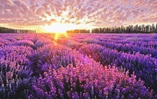 薰衣草：神秘香气的秘密使者