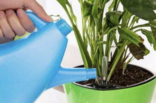 种子发芽， 水是关键