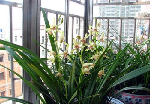 如何在家中种植二月兰花，从播种到开花