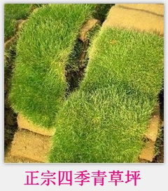 百慕大草坪，优缺点明显