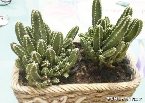 多肉万重山如何种植和养护，有哪些技巧和注意事项