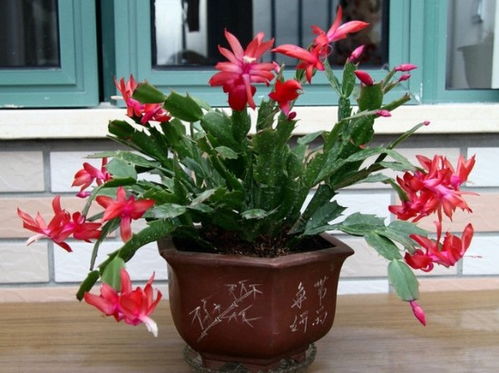 菊花飞鱼怎么养？新手也能轻松学会的养殖技巧