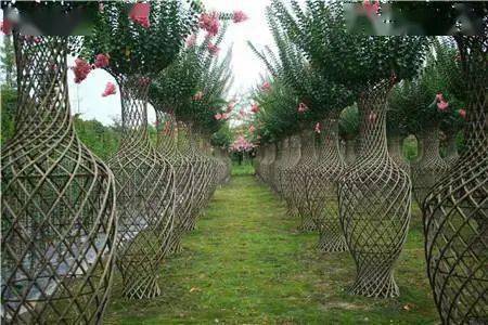 苗木人的应对策略