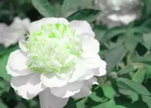牡丹花色艳丽，它究竟有何独特之处