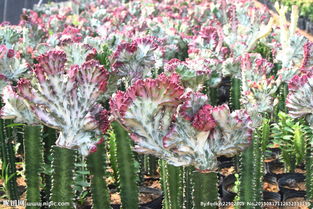 仙人掌种独特植物， 强大生命力