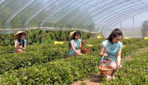探寻上饶农村蔬菜种植的奥秘