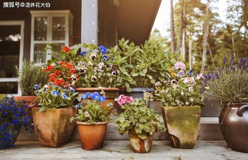 沈阳的冬天与多肉的相遇