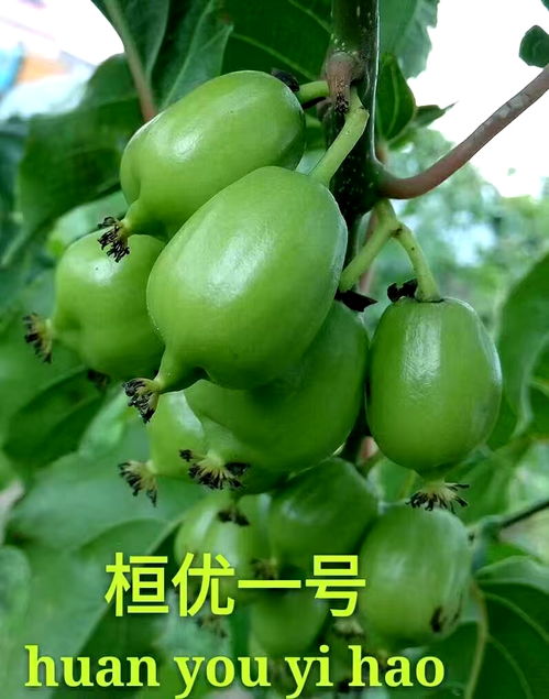 软枣猕猴桃苗适合在哪些地区栽培？栽种时需要什么样的土壤条件