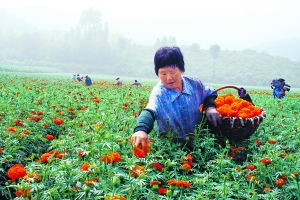 四、 翠竹：四季常青的绿色守望者