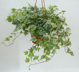 玫瑰花， 充满生命力