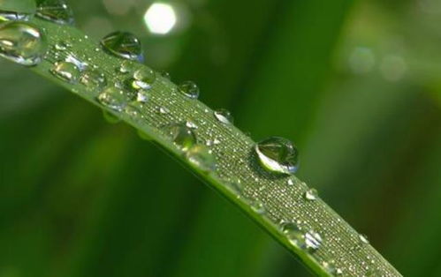 磷酸二氢钾喷黄瓜时如何正确施肥以达到最佳效果？