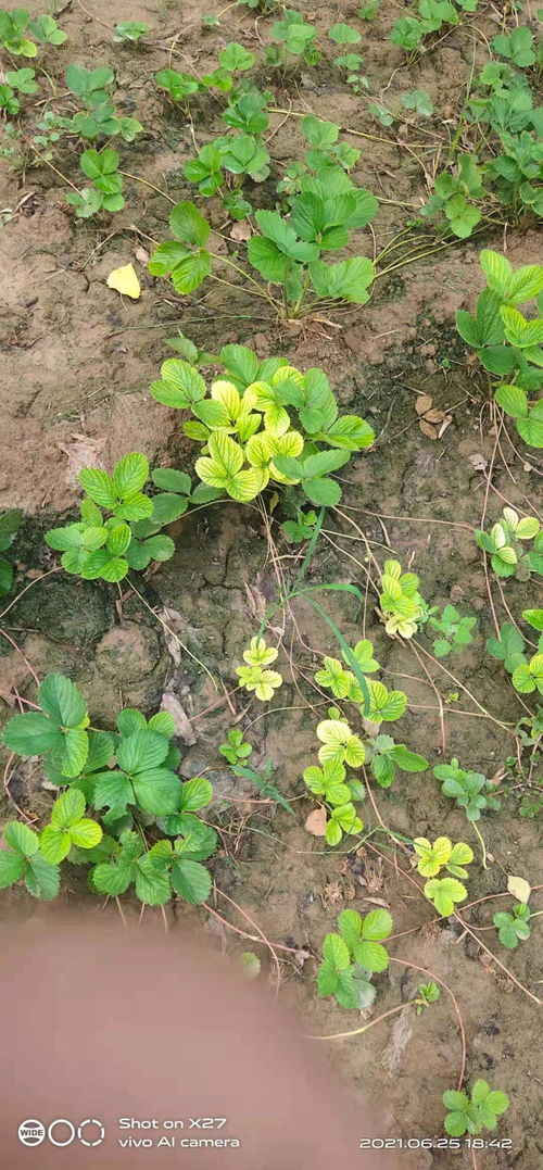草莓苗在什么月份种植存活率最高？有哪些种植技巧可以提高草莓苗的存活率