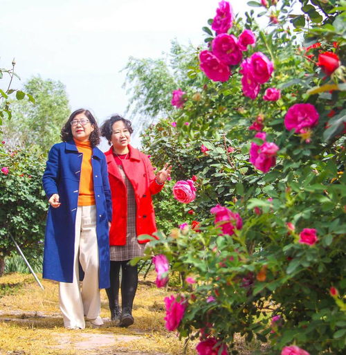 月季花，南阳的骄傲