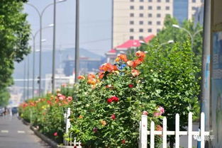 市花的那些事儿