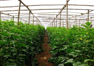 市场需求大， 贵州夏秋蔬菜得天独厚