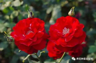 孩子太多， 肉太少，后来啊营养不良