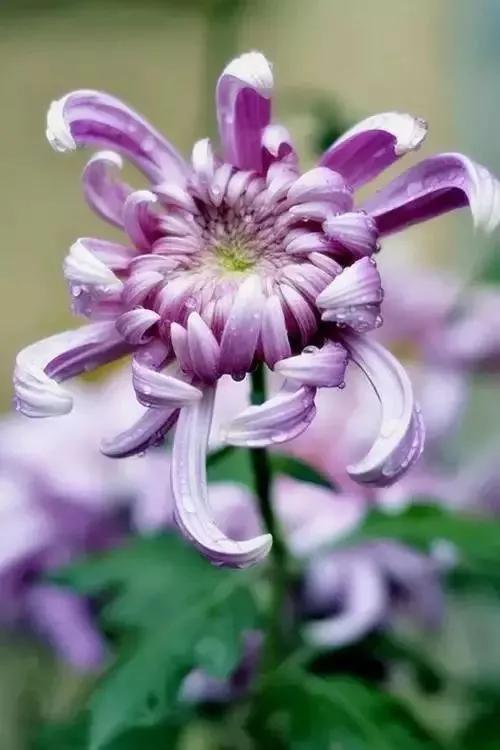 忽地笑花语传递快乐，请问这种花在哪个季节盛开