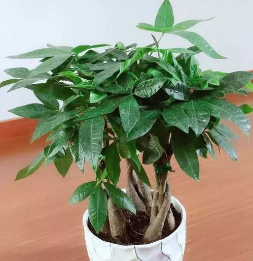 发财树叶子发黄，是浇水过多还是施肥不当