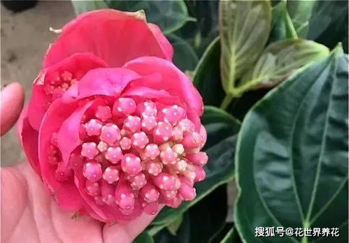 北方养宝莲灯，如何让花开得更艳
