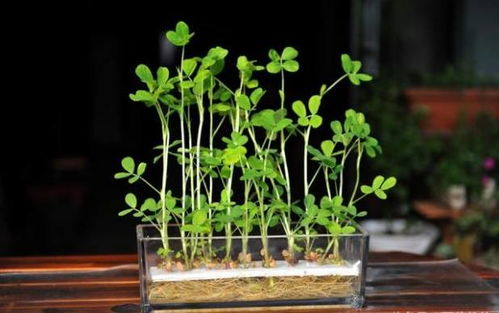 浇水频率：间隔时间，你真的懂吗？