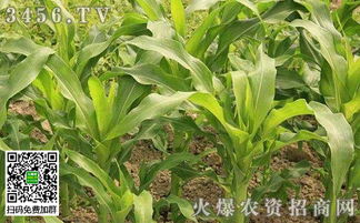 播种后要注意的事项