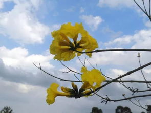 紫外线反射与共生智慧