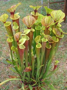 瓶子草种植全攻略：视频里的详细讲解