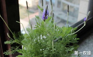 薰衣草， 缓解压力的良方