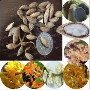 种子处理：秋末冬初的准备工作