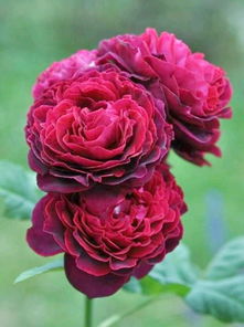 月季之恋：不眠之夜、 黑鱼子酱与哈登伯格夫人的抉择