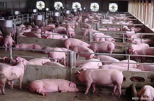 家庭养猪场数字化升级，养殖喜事连连