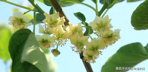 修剪与疏枝：保持冬青的形态