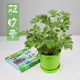 利用驱蚊植物和生物防治技术，打造无蚊蝇绿色养殖环境