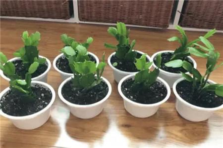 步骤五：开花与欣赏