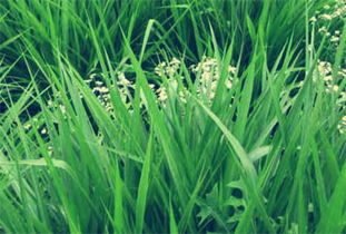 草因根系发达， 固表土效果好