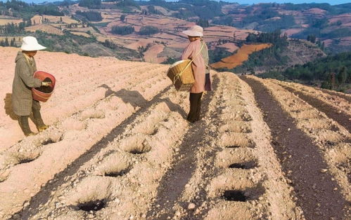 赛葵：耐旱作物