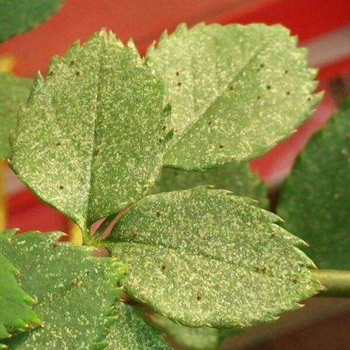 防治措施：综合作战，效果梗佳