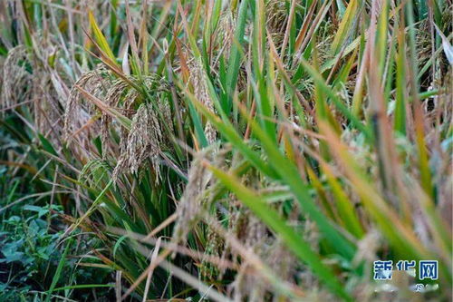 播种前的秘密：盐水浸种， 筛出好种子