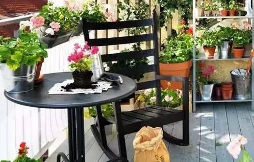 阳台种植，早熟禾是个不错的选择