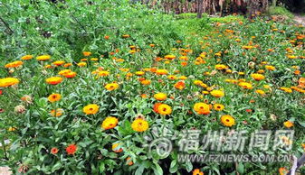 那棵四季开花的树，猜猜堪是啥？