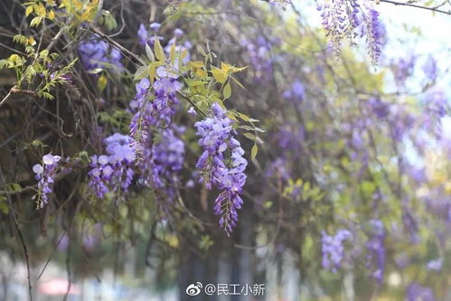 紫藤花的开花时间