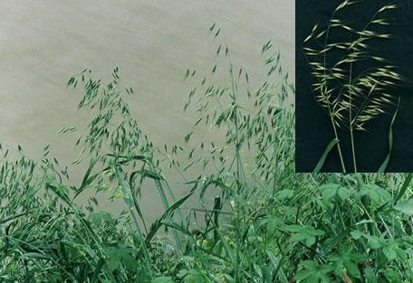 野燕麦：田间杂草